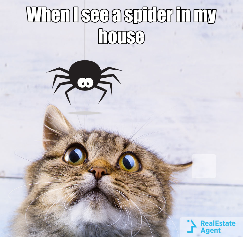 Meme When I See A Spider In The House - Real Estate Social
